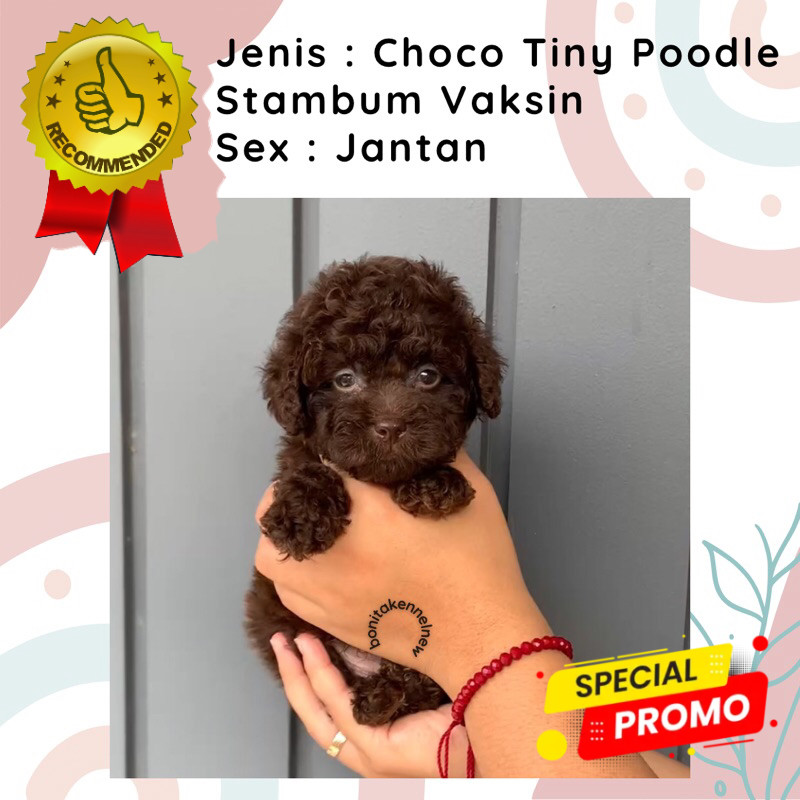 Anak Anjing Choco Toy Tiny Tea Cup Poodle Stambum Light Fawn Toy Poodle  Red Toy Poodle Jantan Betin
