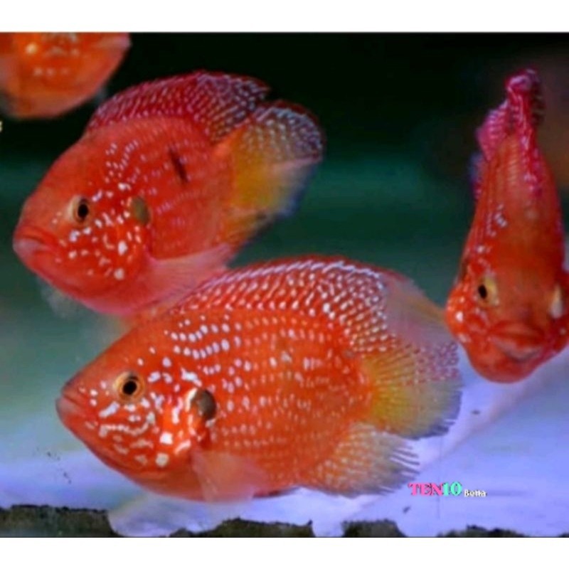 Ikan Hias Red Jewel Balon Merah Cerah 2-3 Cm hiasan ciklit