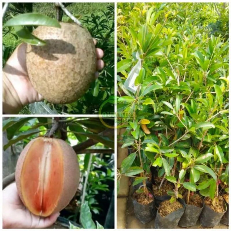 Bibit Sawo Jumbo Berbunga Hasil Cangkok Buat Tabulasi Pot