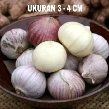 [cemil food] Bawang Putih Tunggal  Lanang 1 Kg JUMBO SUPER  - Bawang Lanang - Bawang Putih Lanang