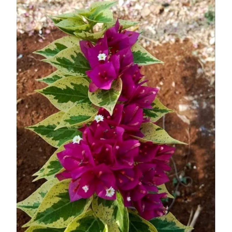 Jewel 21 merah marun Bugenvil