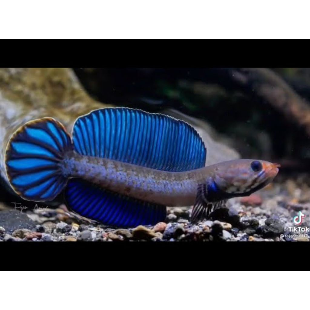 (COD) Andrao Gondrong 7-8cm