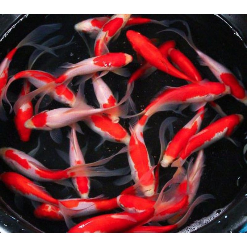 PROMO paket 6 ekor komet slayer ekor panjang