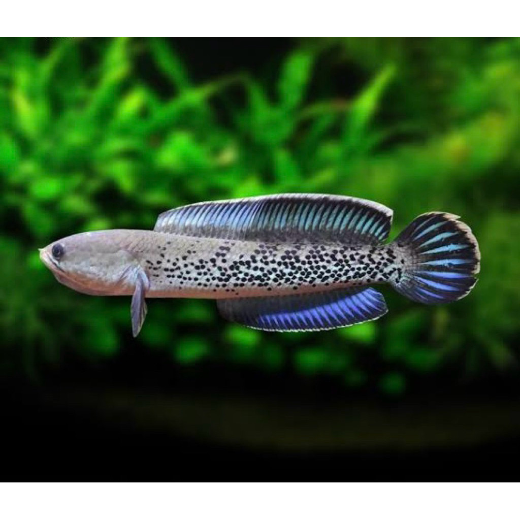 Stewarti fulldot STIKER+Air Extra ketapang GARANSI Cana 6-7cm