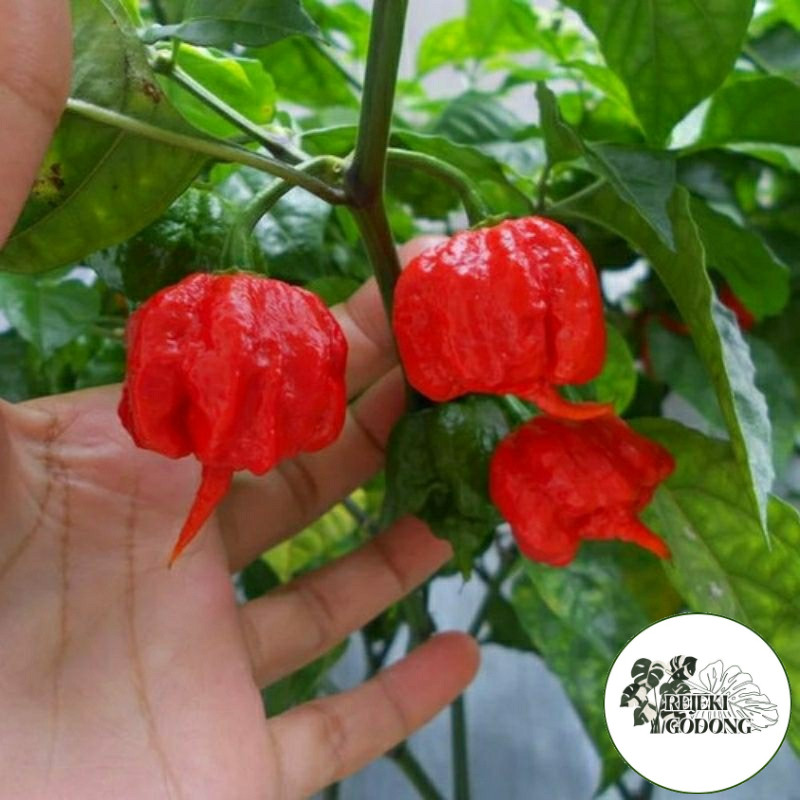 Bibit Tanaman Cabai Carolina Reaper Merah Carolina