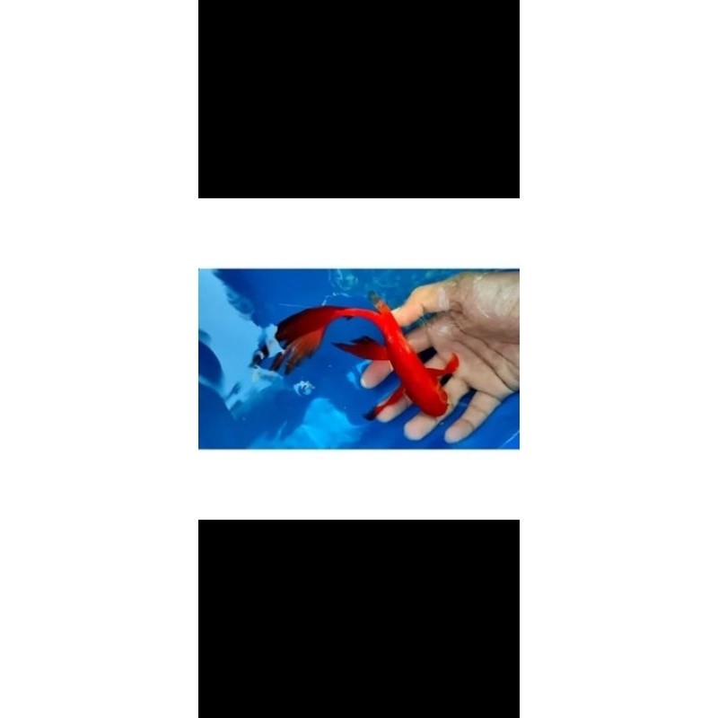 KOMET MERAH SLAYER CANTIK