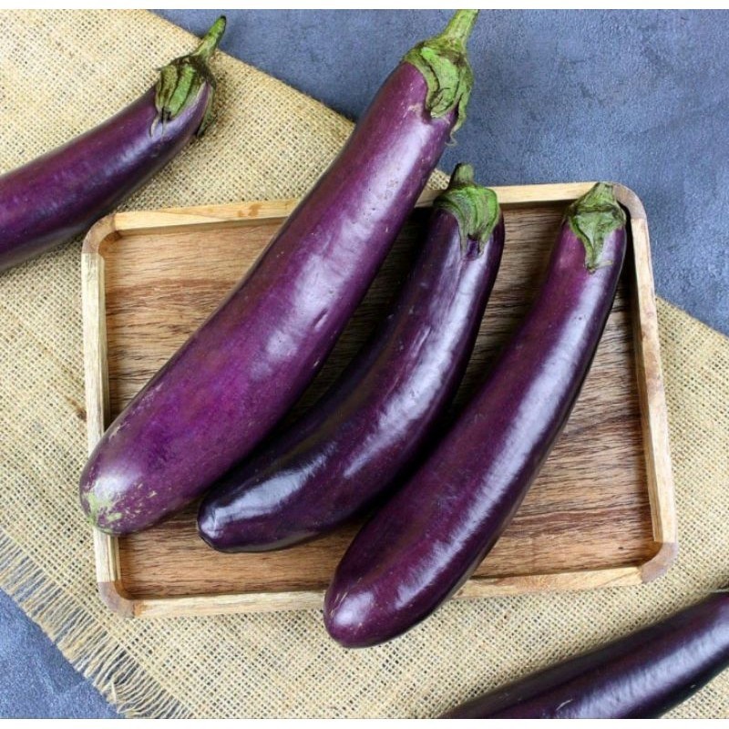 15 BENIH TERONG UNGU ANTABOGA CAP KAPAL TERBANG TAHAN VIRUS