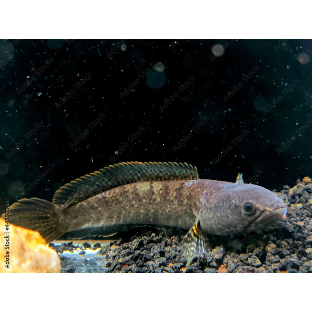 TERLARIS TERBARU CHANA LIMBATA 8-12CM BERGARANSI (KHUSUS PULAU JAWA) HIASAN BAGUS