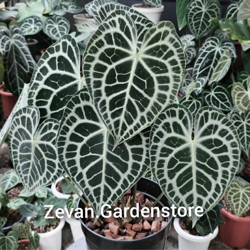 ( Bisa Cod ) Tanaman kuping gajah tarantula/tanaman hias hidup kuping gajah tarantula/clari