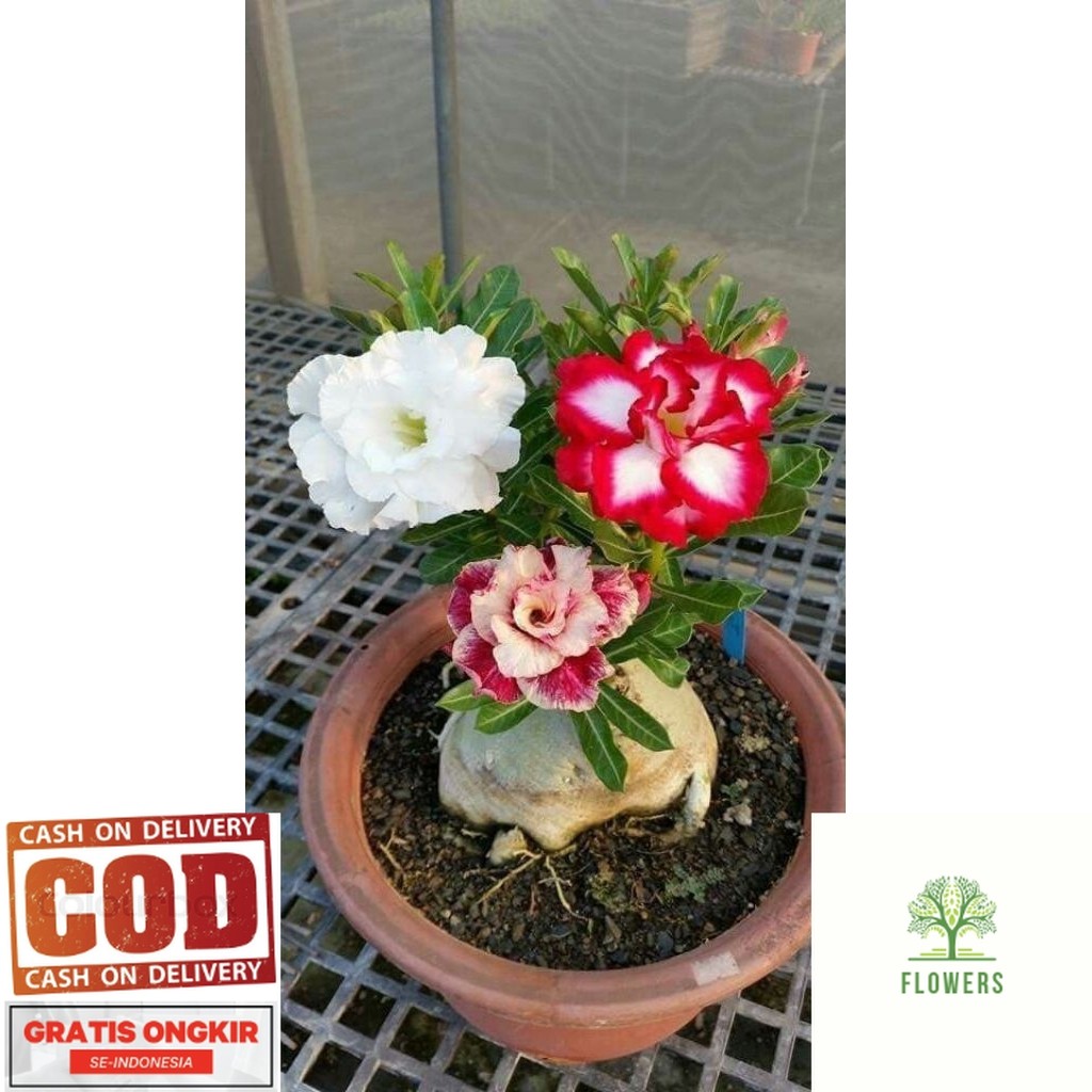 ( BISA COD ) TERMURAH Tanaman Hias Bunga Adenium Obesum Bunga Tumpuk 3 Warna - Adenium Kamboja Jepan