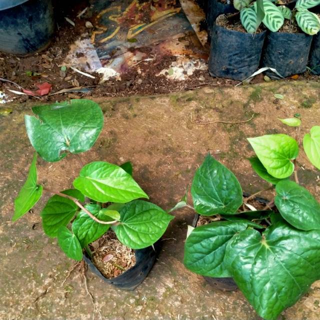 Pohon Sirih hijau, Tanaman Sirih Hijau, Sirih hijau, daun sirih hijau