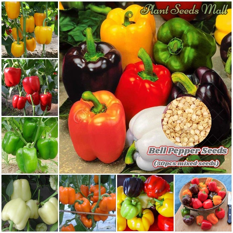 isi 50 butir Benih Biji Paprika F1 Mix Colour Warna Buah Campur Dataran Rendah