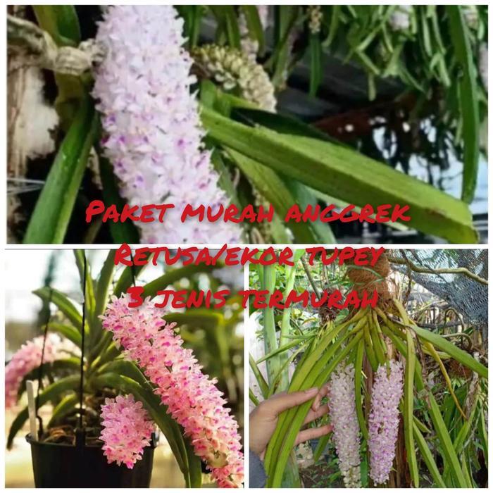 BARU Promo paket 3 jenis anggrek retusa/ekor tupey plan dewasa - Putih