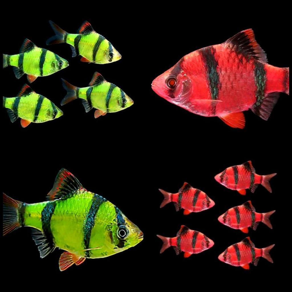 Ikan Hias Glowfish Sumatra ISI 10 Tiger Pemakan Kutu Koi Ikan Hias Glofish Sumatra Tiger Ikan Hias A