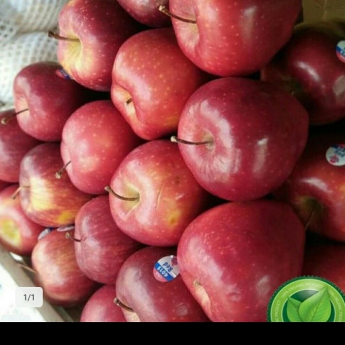 bibit buah apel merah washington