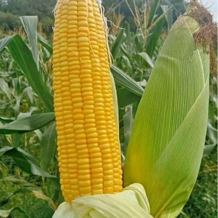 TERMURAH COD 300 BIJI BENIH JAGUNG MANIS