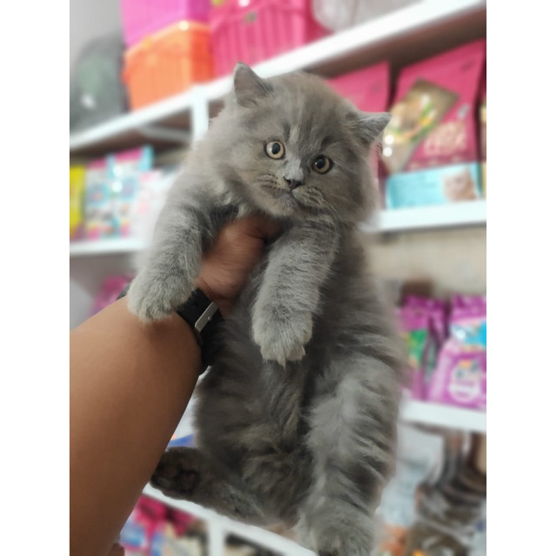 kucing persia kitten persia jantan abu solid