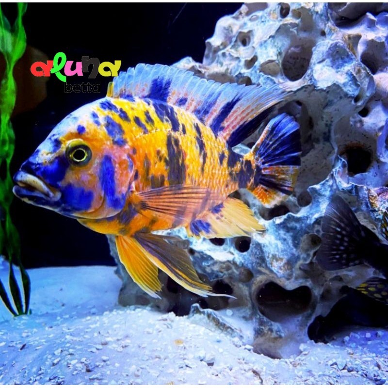 ob peacock cichlid 6-8 cm siklid ciklit