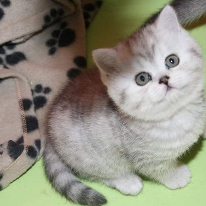 KUCING KITTEN BSH SILVER SHADED | BRITISH SHORT HAIR SILVER