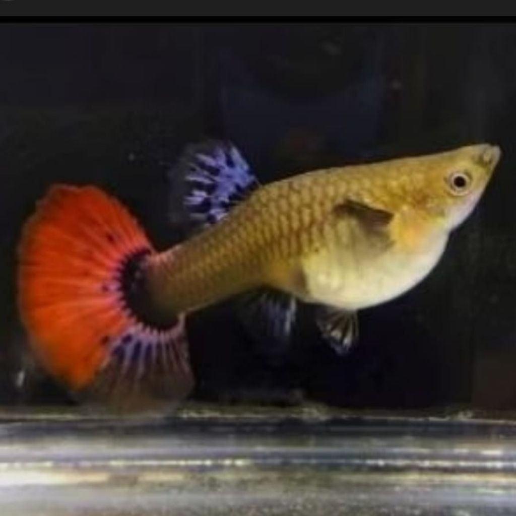 guppy prtde BETINA ISI 5