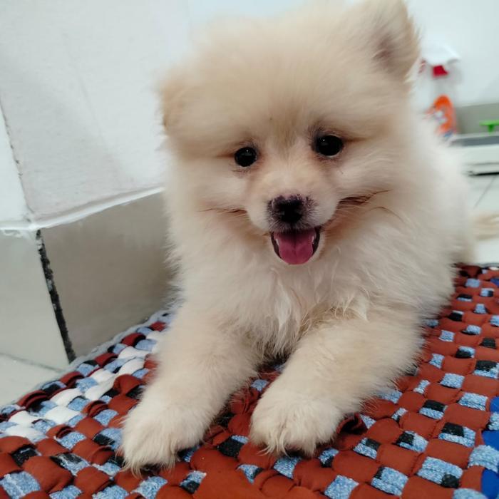 Anjing POM IMUT