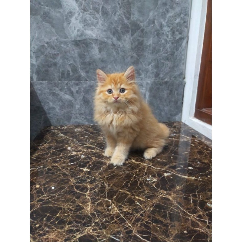 kucing persia maincone oren longhair