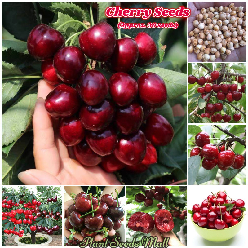 20 BUTIR BENIH BLACK CHERRY IMPORT BIJI/BENIH TANAMAN BUAH CERI