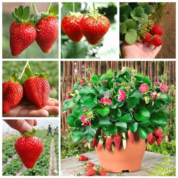 Tersedia stok 100 Benih Strawberry California Cepat Berbuah Unggul Benih Buah Strawberry Jumbo