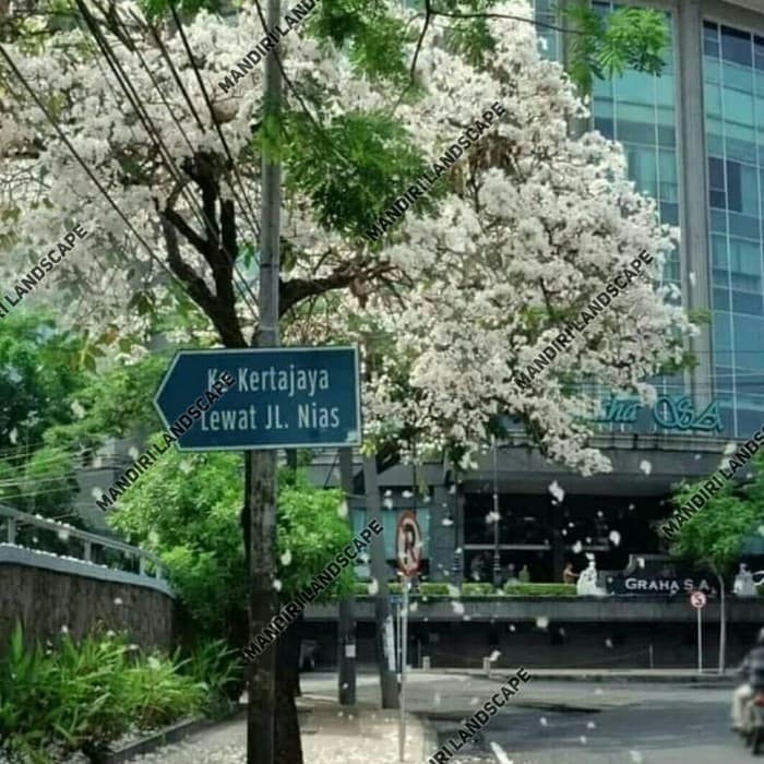 Tanaman Hias Tabebuya Bunga Putih - Bibit Pohon Tabebuya Putih