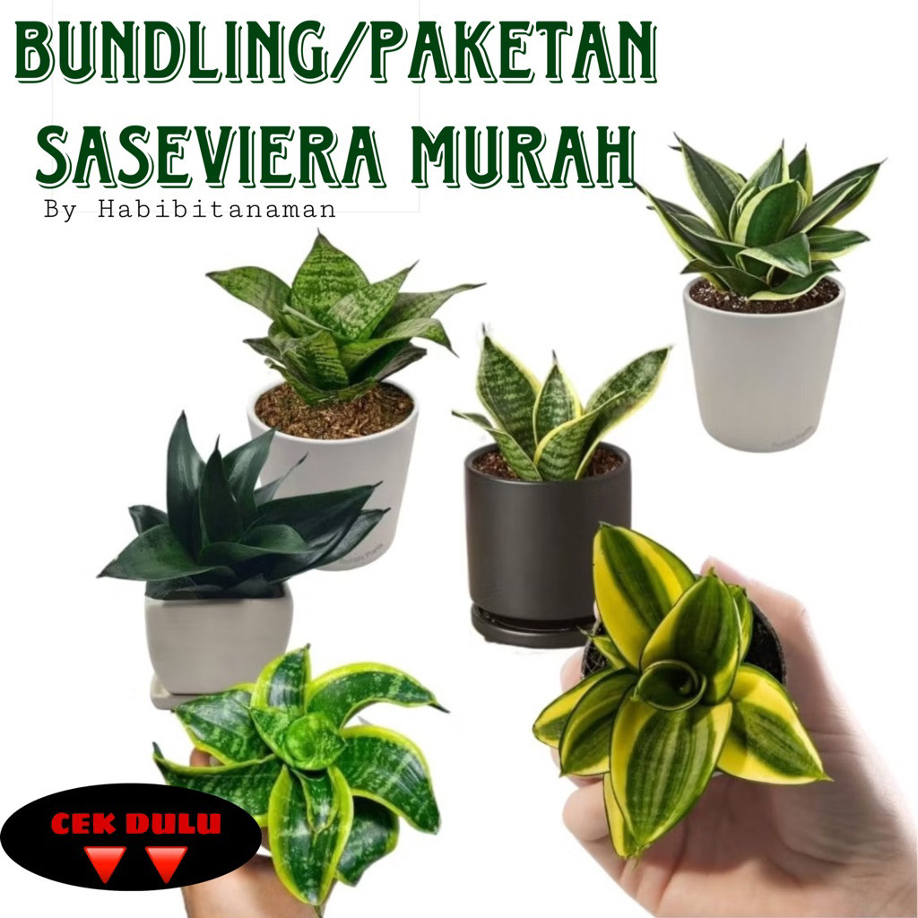 TERMURAH BUNDLE / PAKETAN SANSEVIERIA / SANSIVERA / LIDAH MERTUA MINI TANAMAN HIAS HIDUP INDOOR PEMB