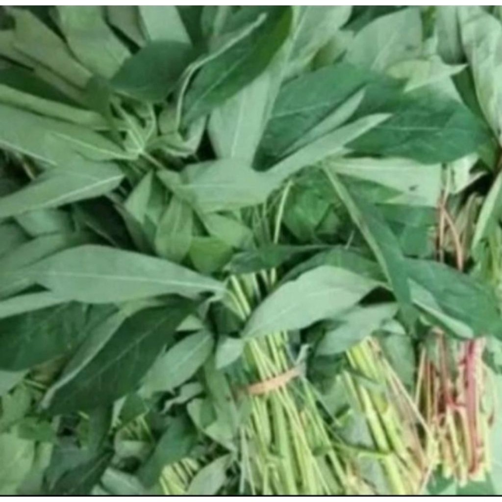 Daun singkong per ikat