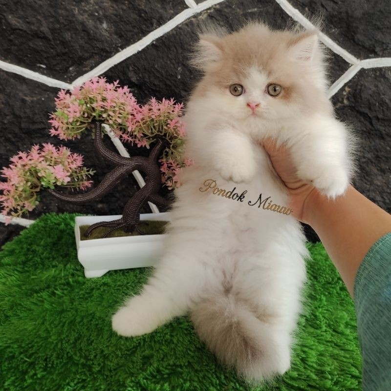Kucing Persia Anak Kucing Flatnose Abu Abu Putih Peaknose Kitten Himalaya Ragdoll Munchkin Lucu Gemb