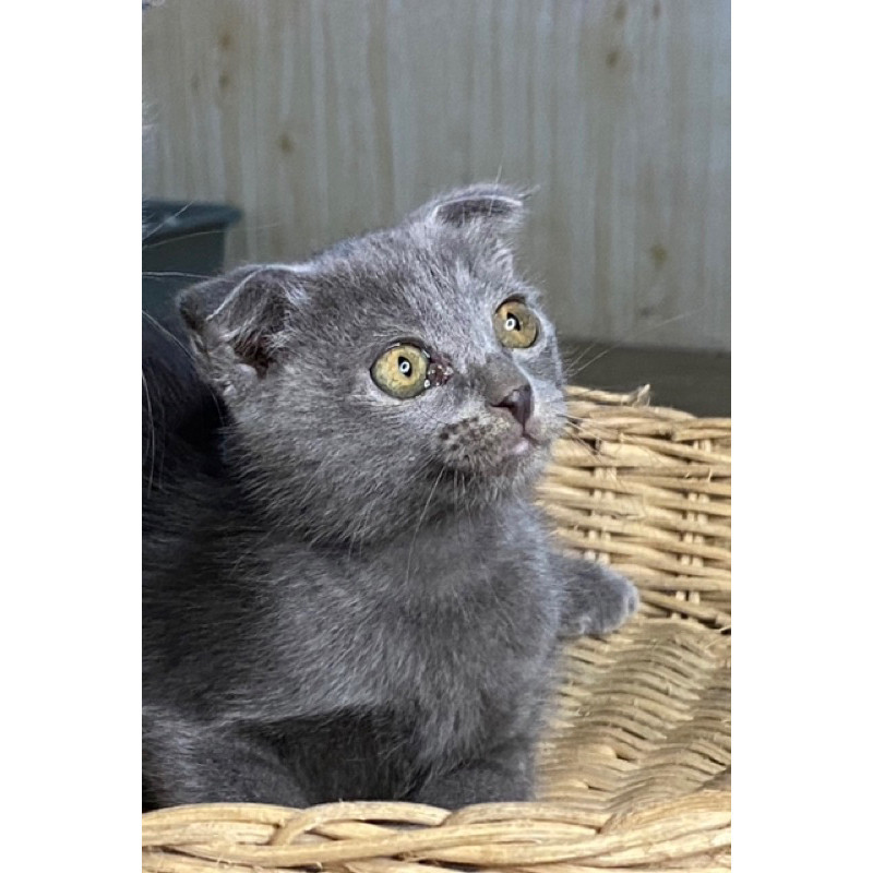 (makanan kucing ) scotis fold bety