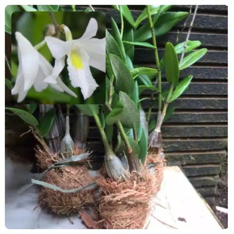 Anggrek merpati siap berbunga/dendrobium ANGGREK