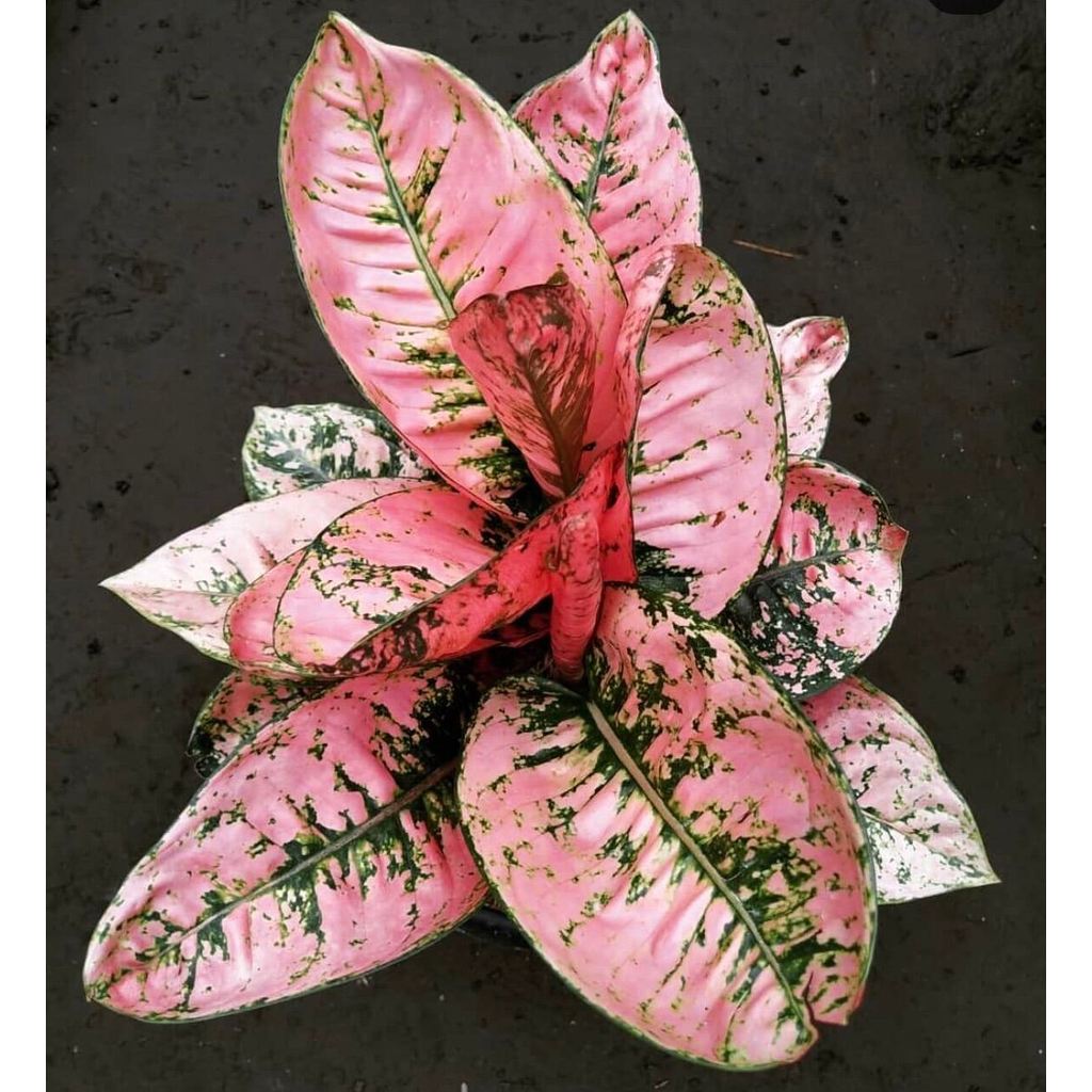 Promo bibit bonggol aglonema ruby fanta