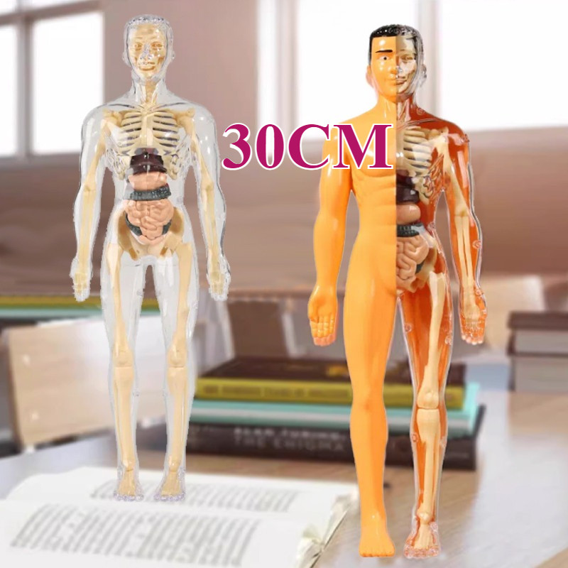 Human Body Torso Model Anatomi  Mainan 3D Praktek Dokter Organ Tubuh Manusia Alat Edukasi Kedokteran
