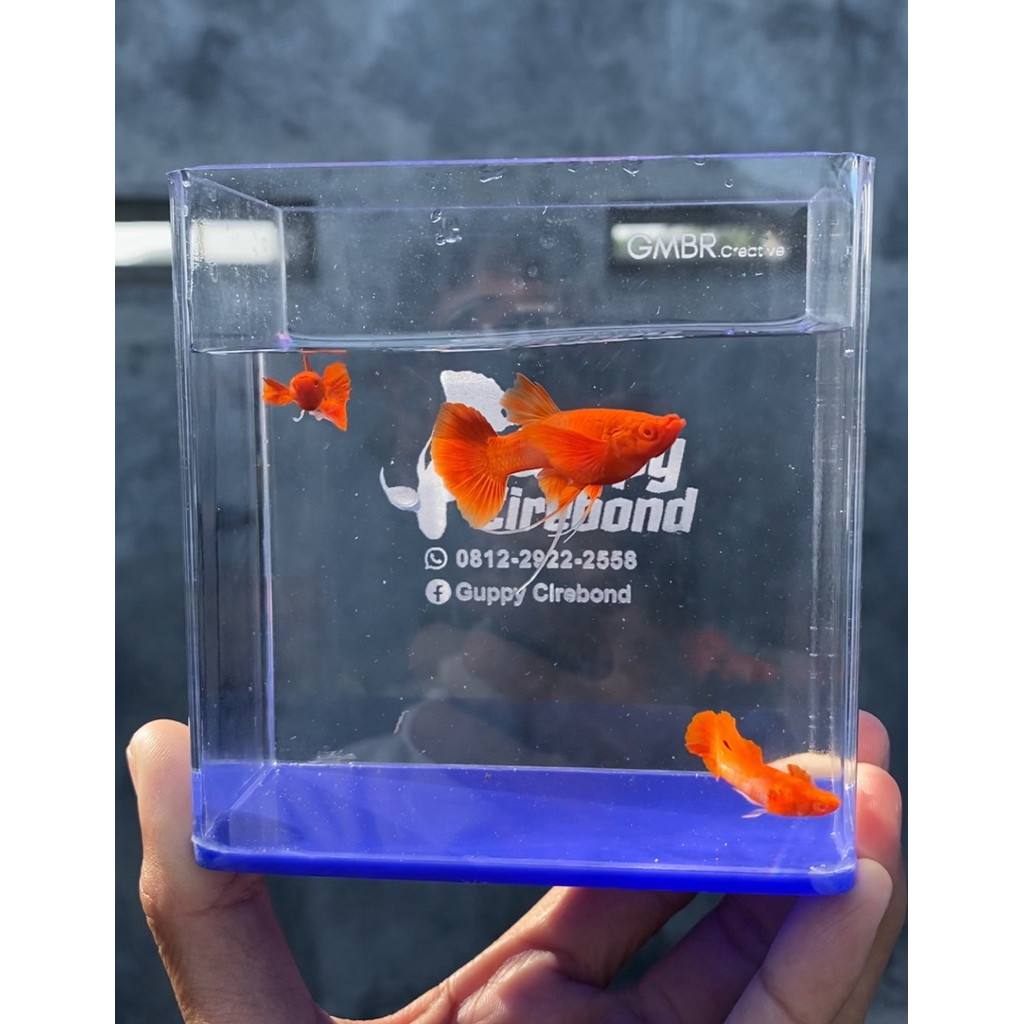 HIASAN AQUARIUM ALBINO KOI LONG RED EAR RIBBON