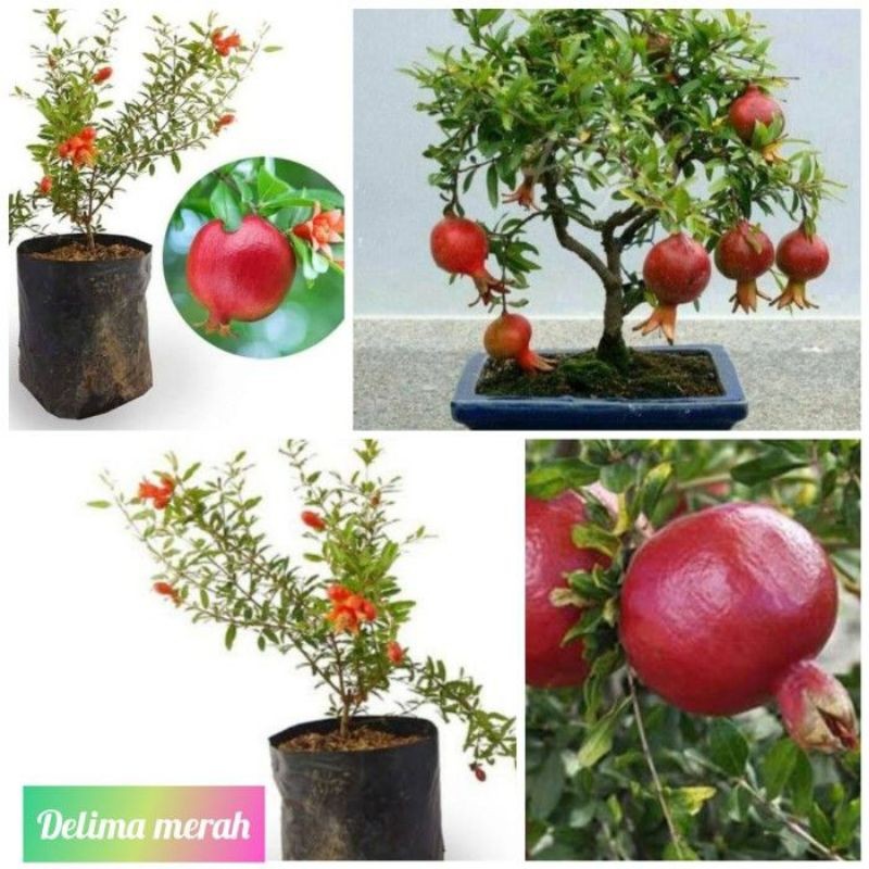 Bibit Buah Delima Merah Cepat Berbuah Jumbo