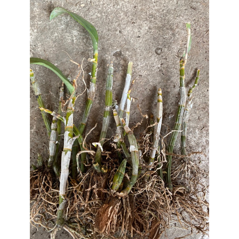 BATANG ANGGREK DENDROBIUM DEWASA-TANGKAI ANGGREK DENDROBIUM DEWASA