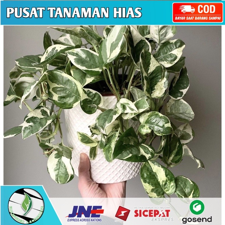 Tanaman hias gantung sirih gading enjoy-bunga hidup-tanaman hias hidup-bunga gantung hidup(tanaman h