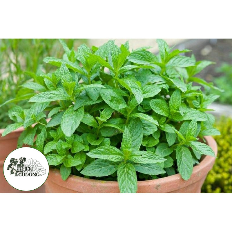 Tanaman Daun Mint Digunakan Untuk Minuman
