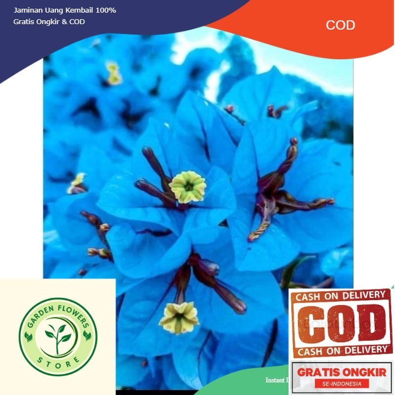 new Promo Termurah Tanaman Hias Bougenville Bunga Biru Tanaman Hias Bougenville Bunga Biru (COD)
