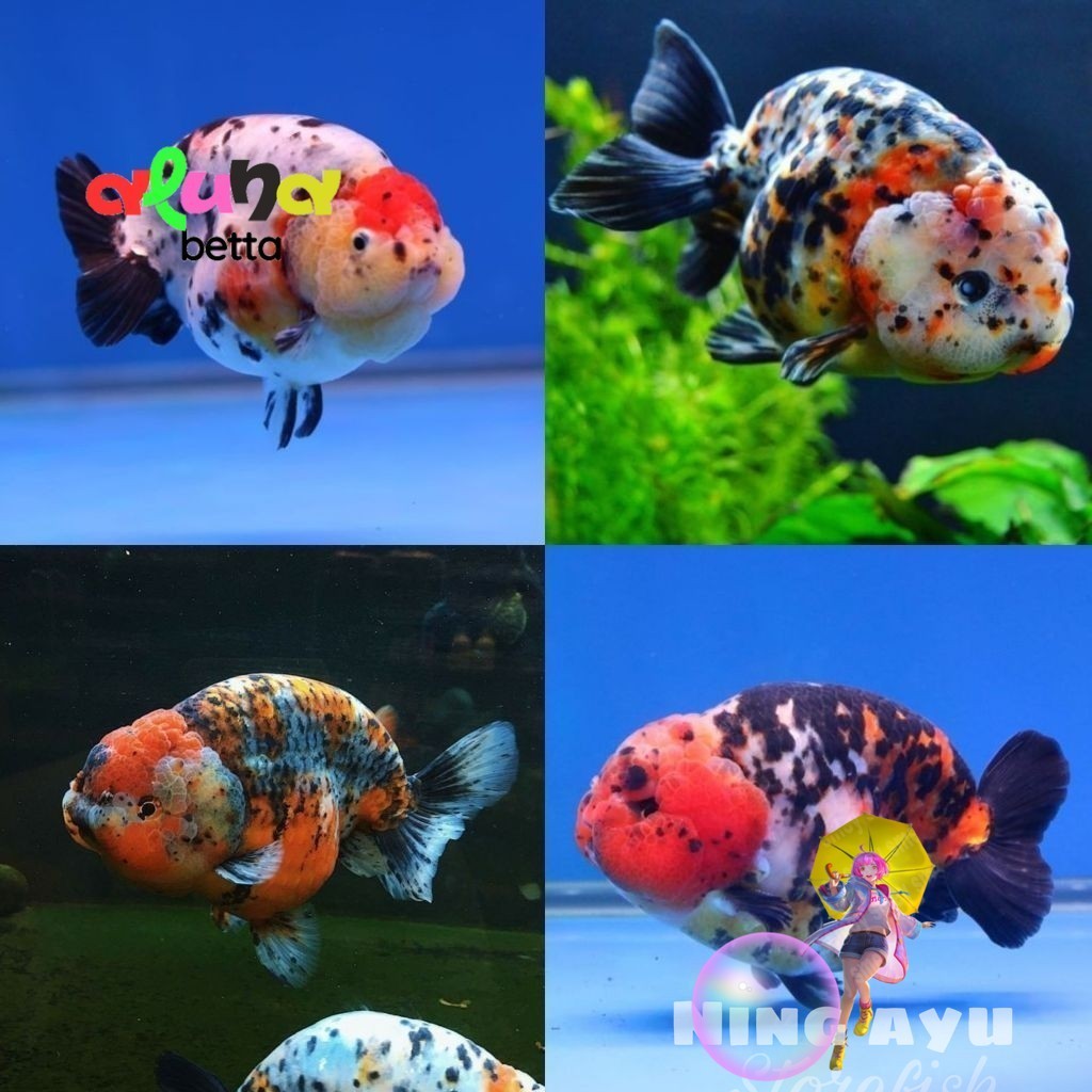 [sz 7-8 cm ] Ikan Hias Koki Ranchu Cow Size L Ranchu Sapi Ranchu Calico
