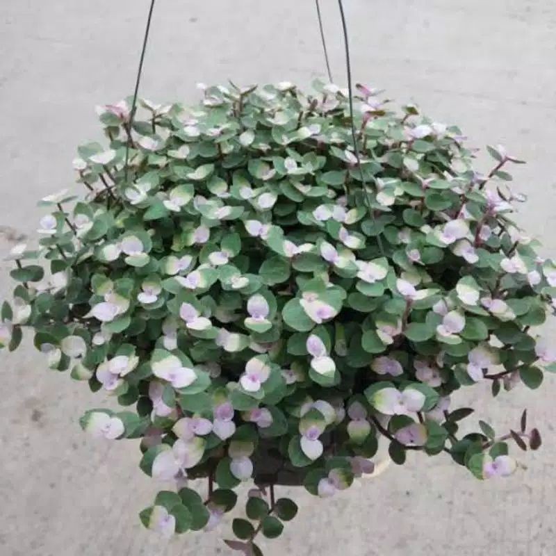 tanaman hias pot gantung kribo - tanaman hias kribo