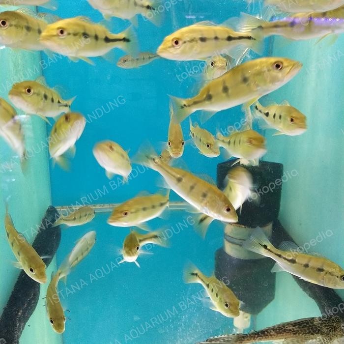 pbass orinoco pure 8-10 cm