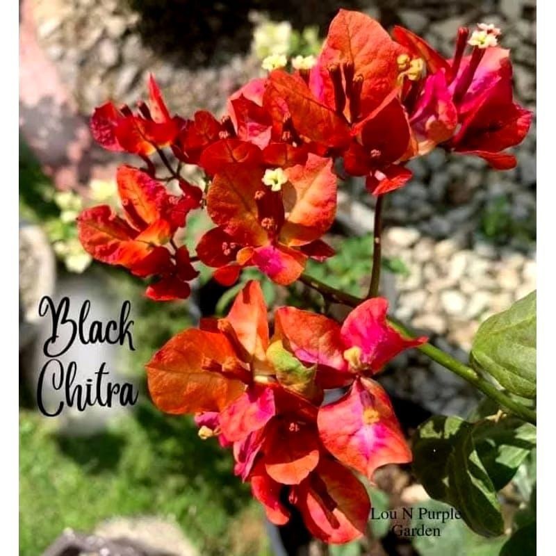 NEW (PROMO) tanaman hias bougenville citra black rose