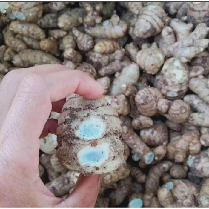 COD kunyit hitam temu hitam temu ireng segar 500 gram PusakaAlam