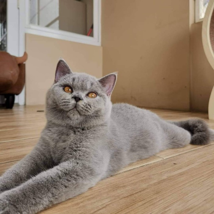 FLASH SALE BSH BRITISH SHORTHAIR BETINA BLUE PED WCF KUCING TERBARU