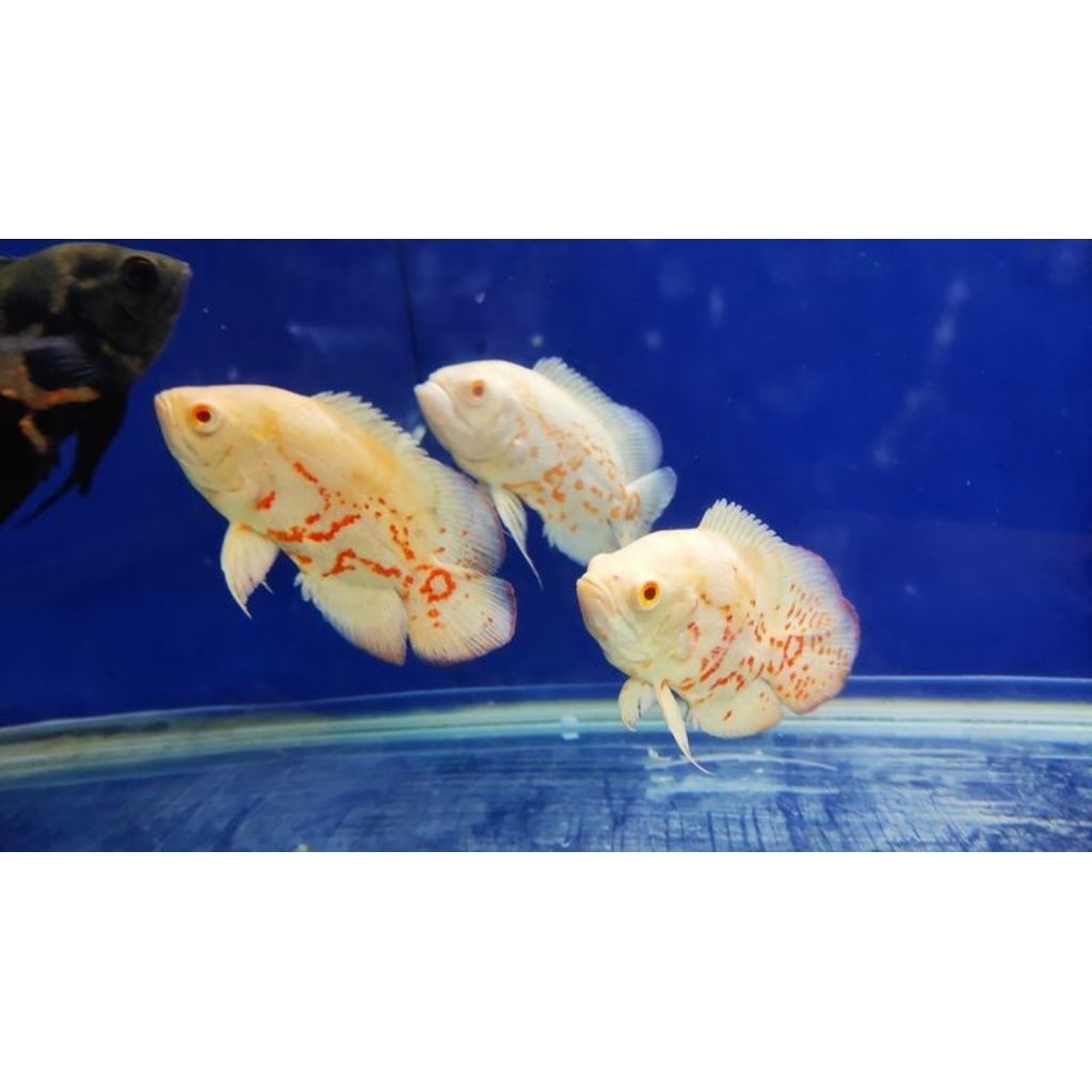 Oscar Albino Tiger ISI 3 Ikan Hias Aquarium 6-8 CM