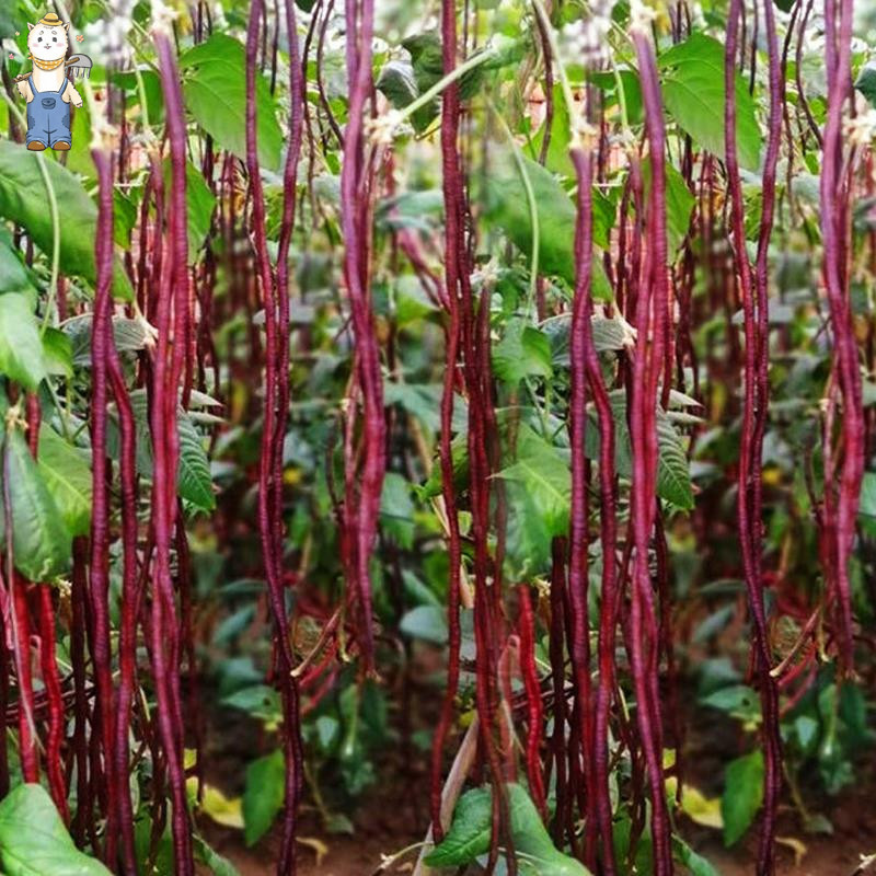Dikirimkan dalam 24 jam KACANG PANJANG MERAH 20 biji / bibit / benih KACANG PANJANG MERAH UNGGUL ben